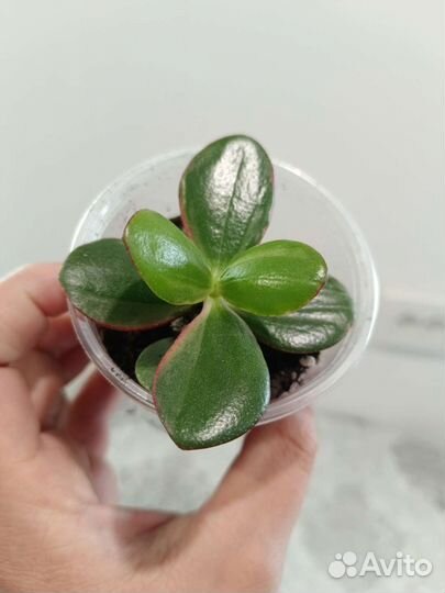 Крассула вариегатная