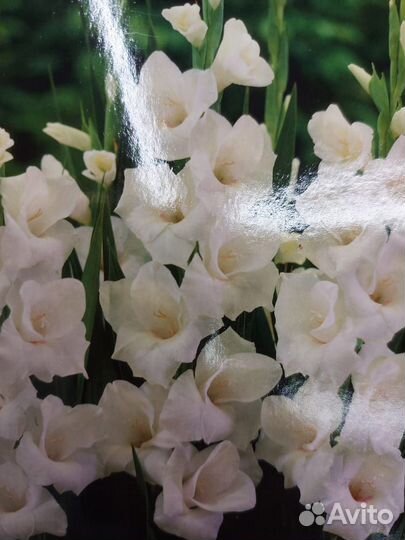 Гладиолусы луковицы