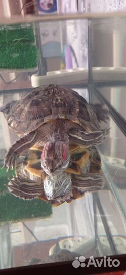 Красноухая черепаха бесплатно