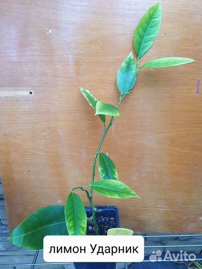 Продам цитрусовые растения