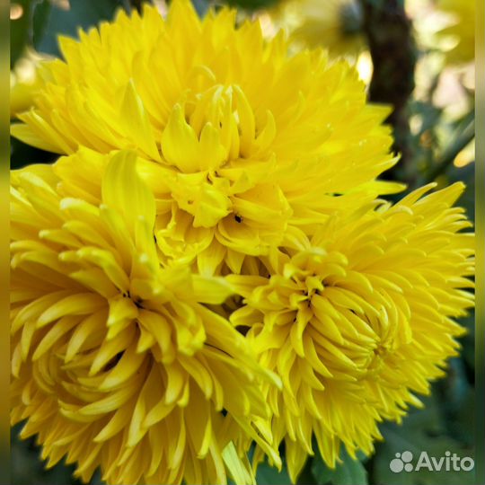 Хризантемы многолетние, цветы очень яркие