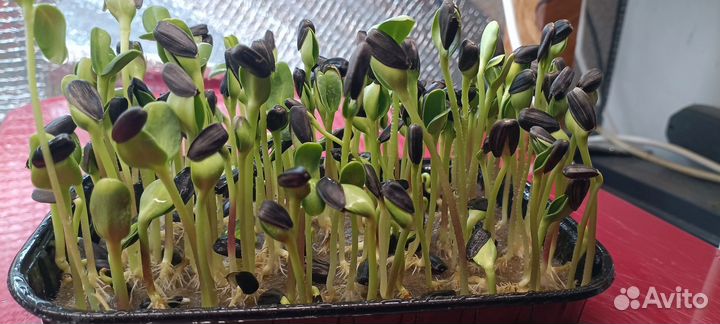 Микрозелень