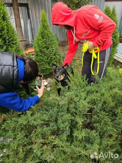 Собака компаньон