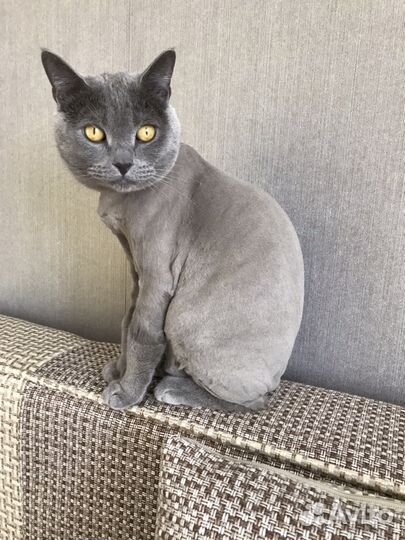Стрижка кошек barbercat tmn
