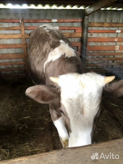 Коровы и телки