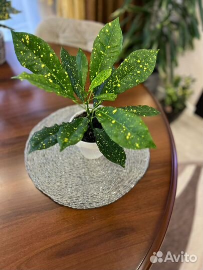 Кротон кодиум Голд Даст (золотая пыль)