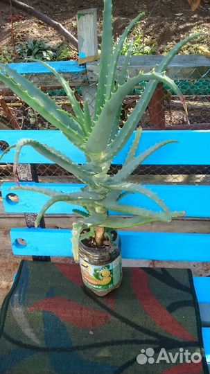 Алоэ лечебный