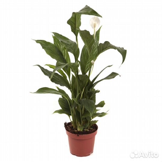 Растения для дома