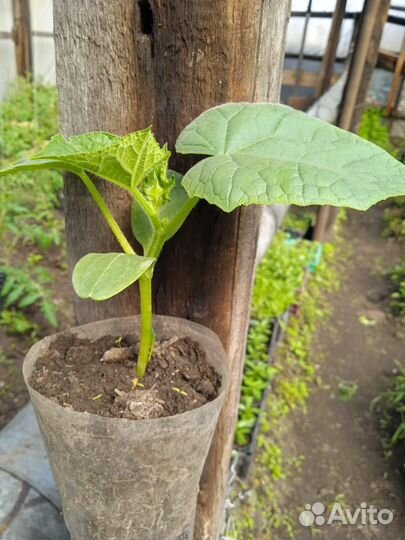 Рассада огурцов