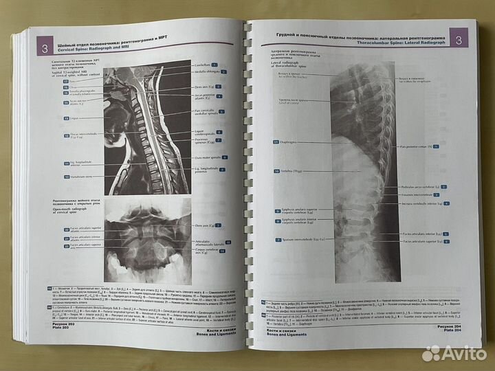 Атлас анатомии человека Фрэнка Неттера