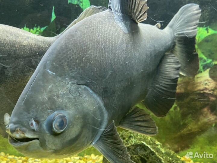 Аквариум с рыбками и тумбой