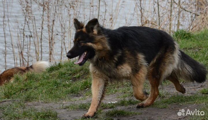 Щенки- подростки немецких овчарок -около 3 месяцев