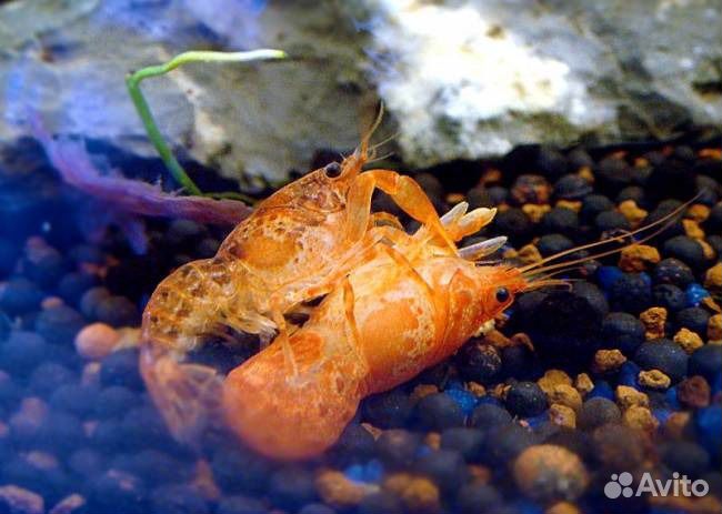 Рак мексиканский. Рак карликовый