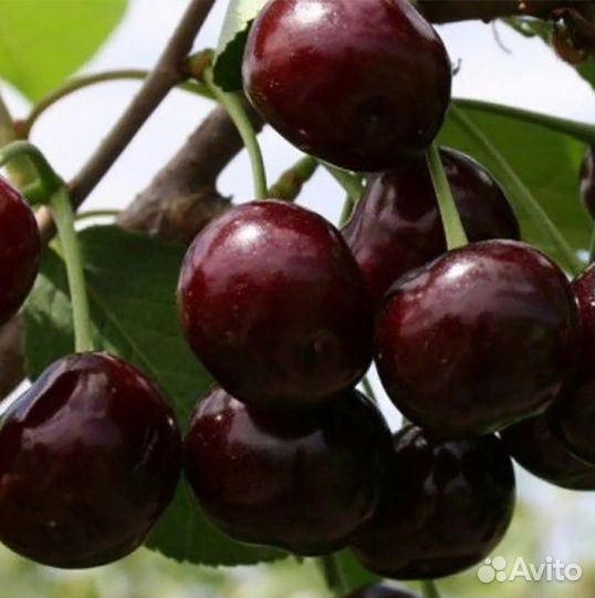 Черешня Ипуть