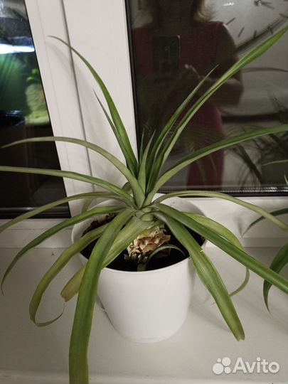 Ананас растение