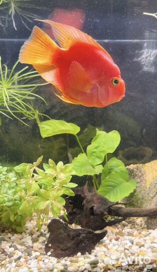 Попугай аквариумная рыбка