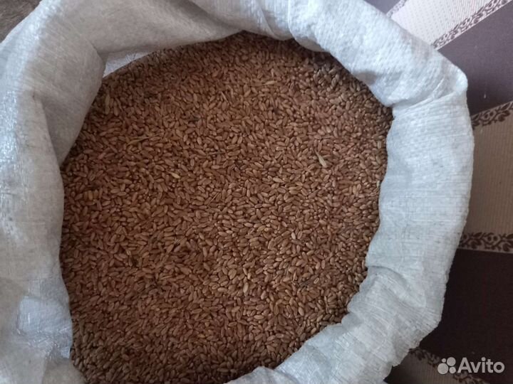 Зерно Пшеница, в мешке30кг