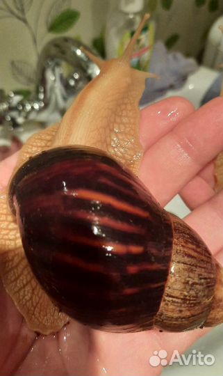 Домашняя улитка Ахатина