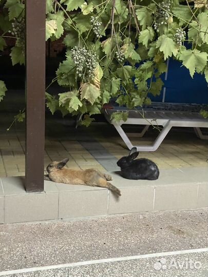 Декоративные кролики