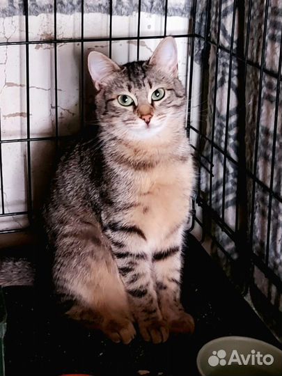 Кошка подросток