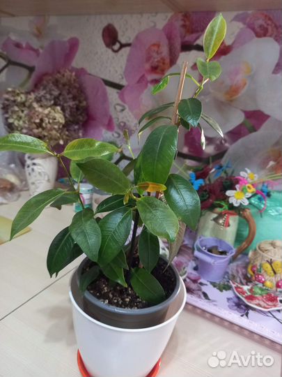 Дипладения