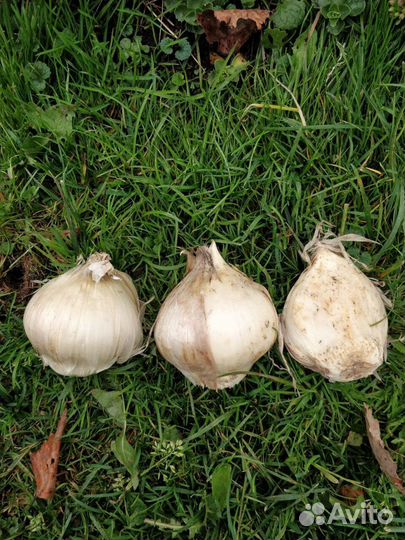 Лук Суворова, многолетний