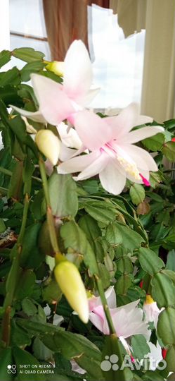 Декабристы