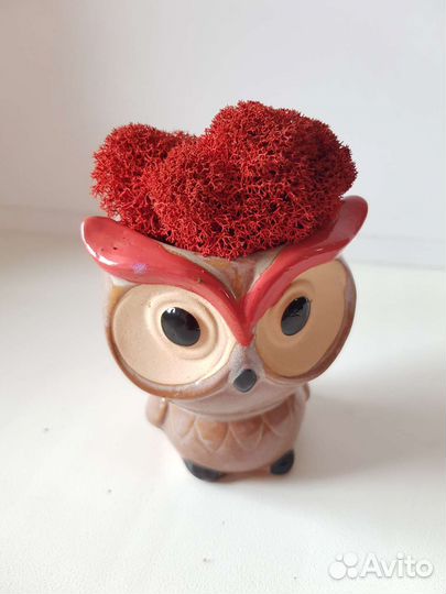 Горшочки (кашпо) со мхом или растениями