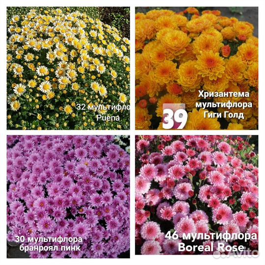 Хризантема мультифлора