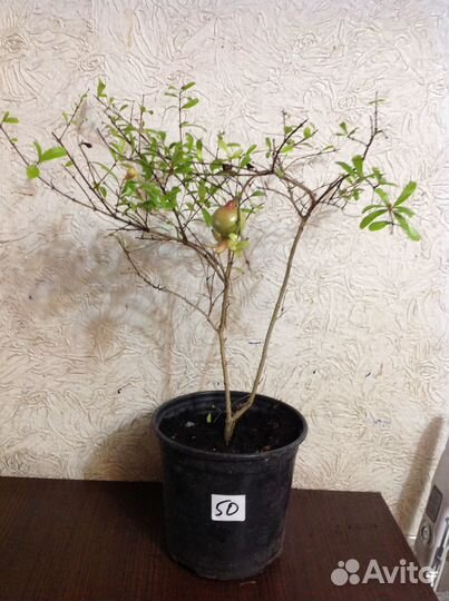 Гранат домашний съедобный с плодами и бутонами, др