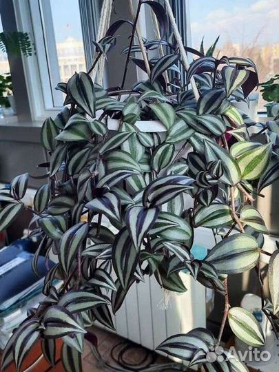 Традесканция зебрина фиолетовая