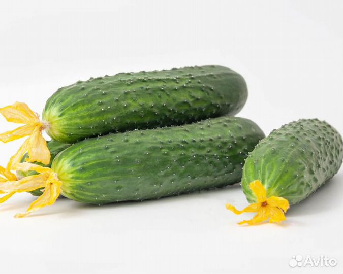 Семена Огурца 