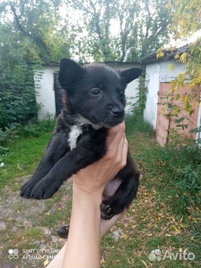 Щенки в добрые руки даром