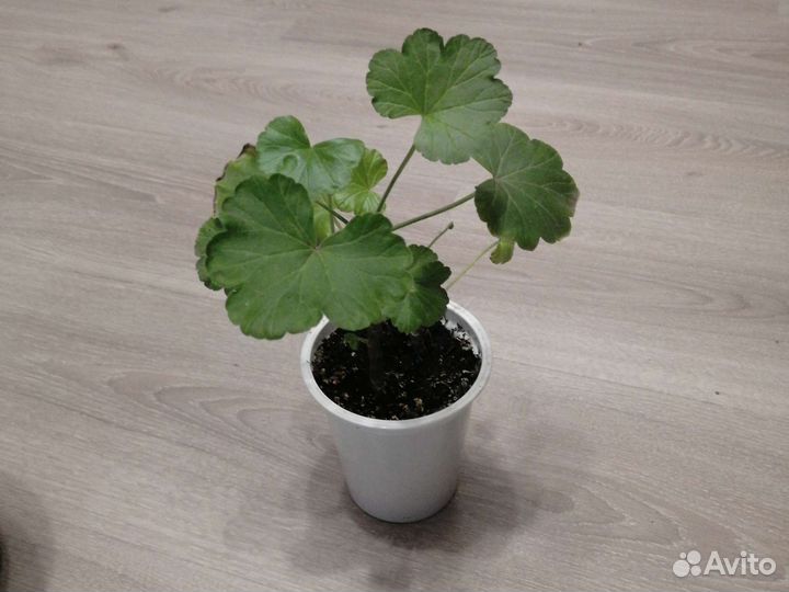 Комнатные цветы