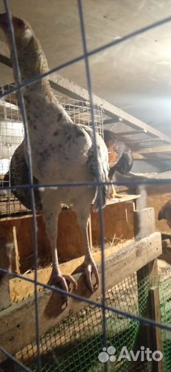 Петух брама