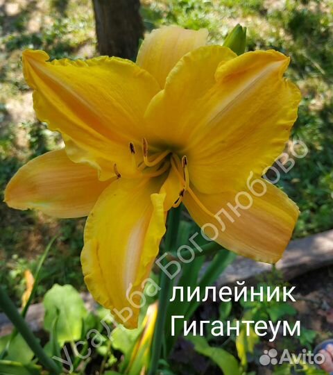 Лилейники сортовые, медуница