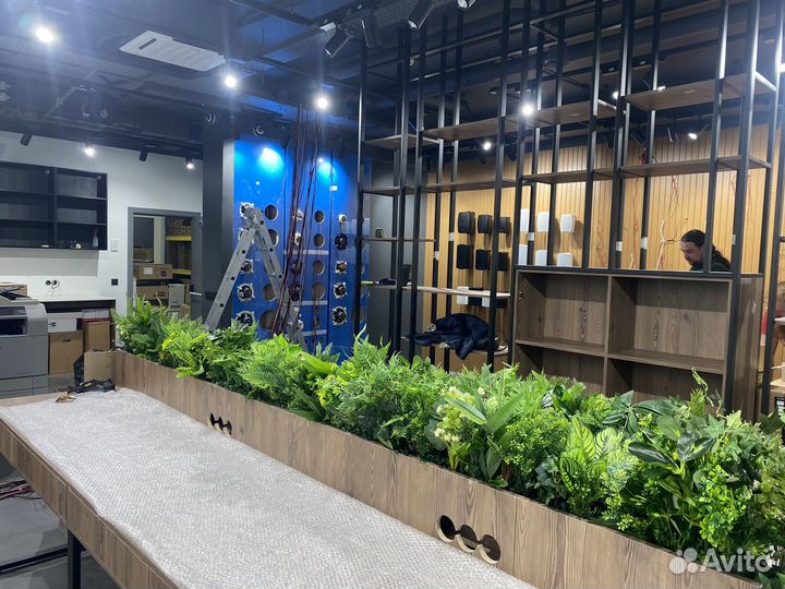 Растения для флорариума