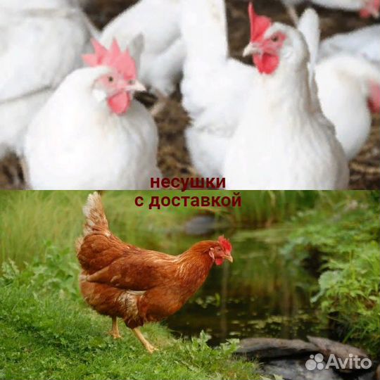 Куры несушки