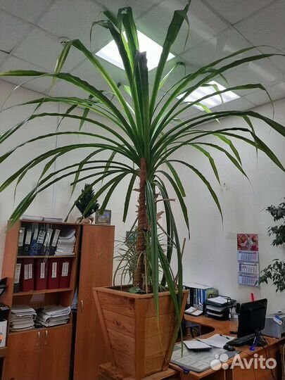 Пальма панданус