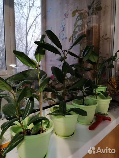 Комнатные цветы