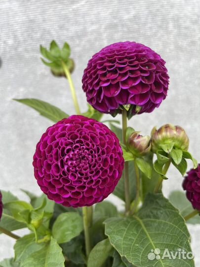 Клубни георгин