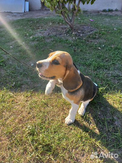 Щенки бигль девочка