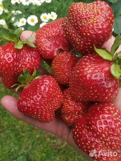 Рассада клубники Гигантелла