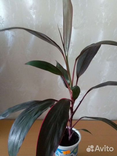 Карделина,фикусы