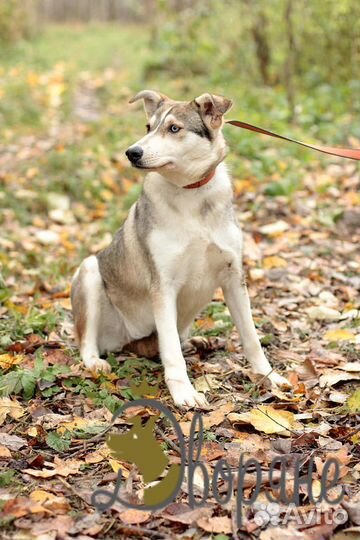 Метис Хаски Фуко в добрые руки