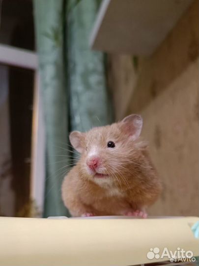 Сирийский хомяк с клеткой