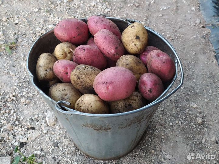 Картофель крупный