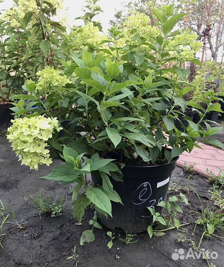 Гортензия метельчатая, барбарисы, спирея в ассорт