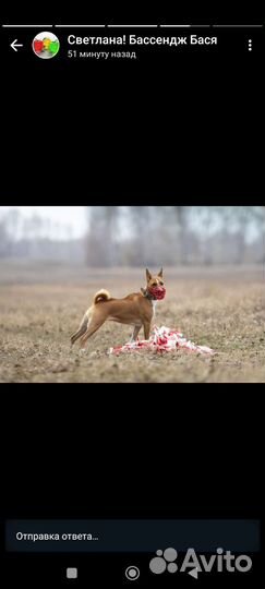 Курсинг. Спорт для собак