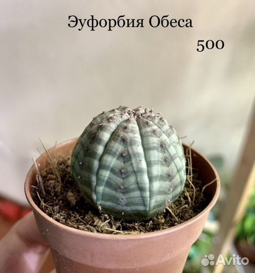 Суккуленты разные, кактус, красула